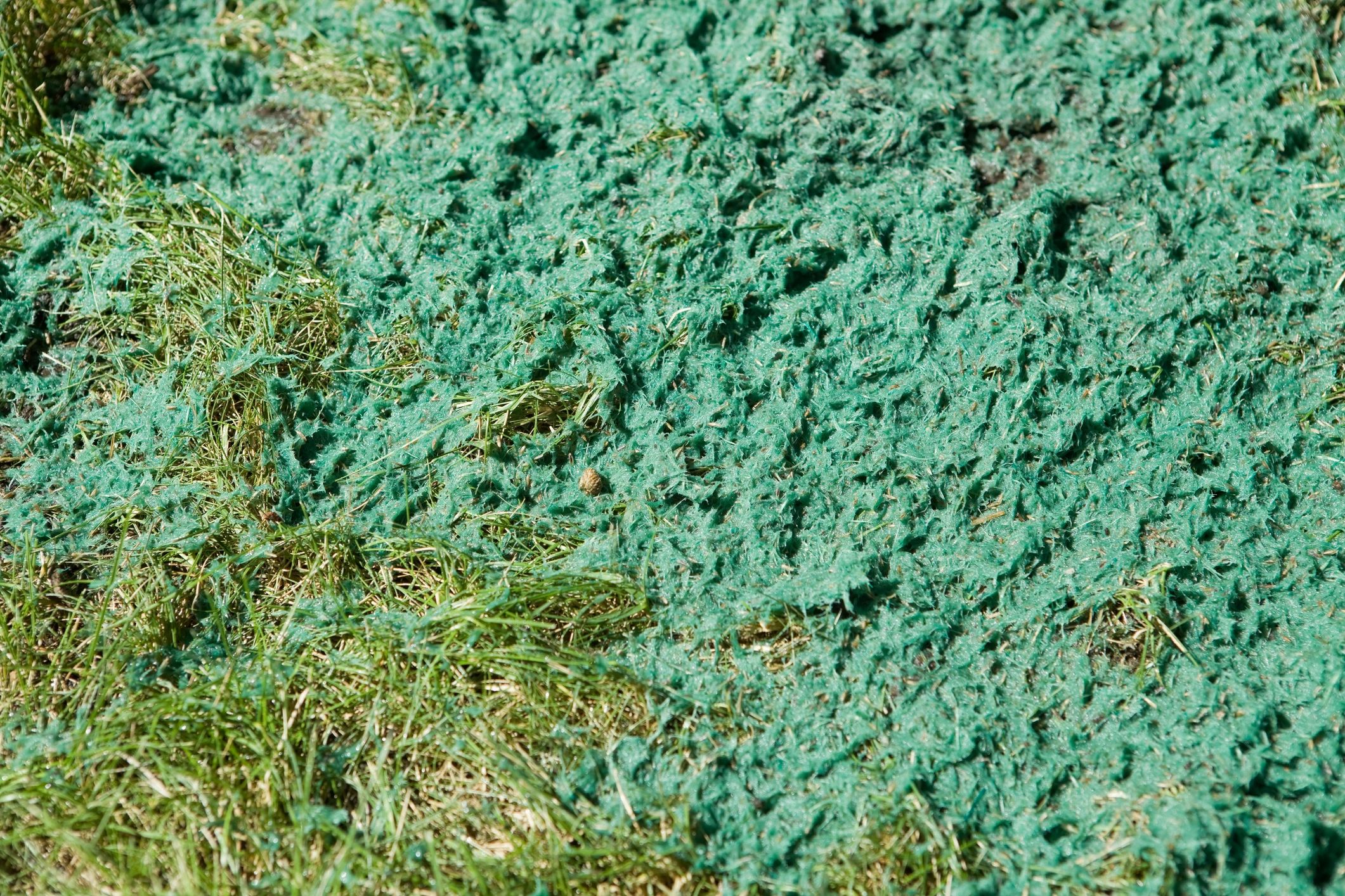 Natural Fertilizers for a Healthier Lawn